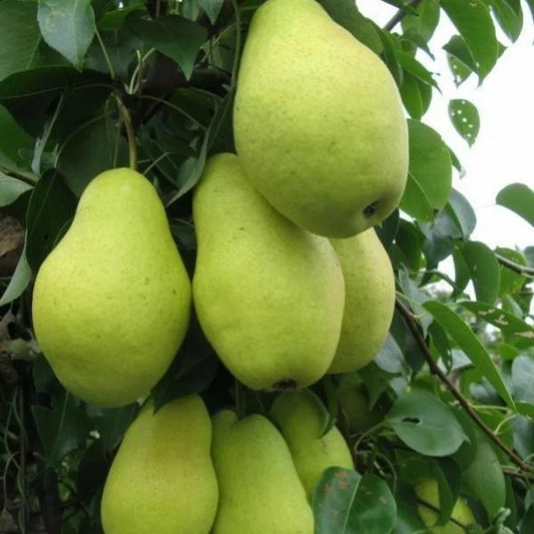 Февральский сувенир image Февральский сувенир Груша: Февральский сувенир